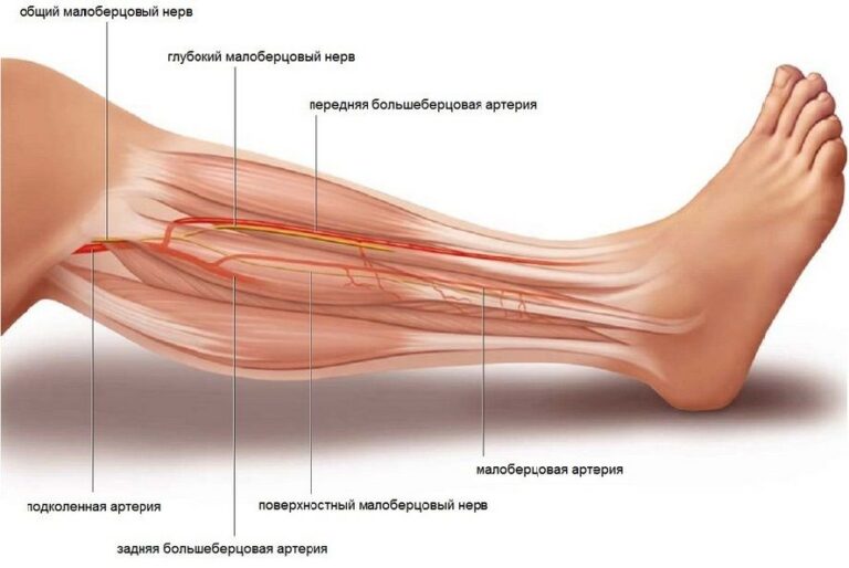 Малоберцовый нерв фото