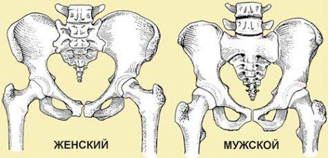 raznica mezhdu muzhskim i zhenskim skeletom 3