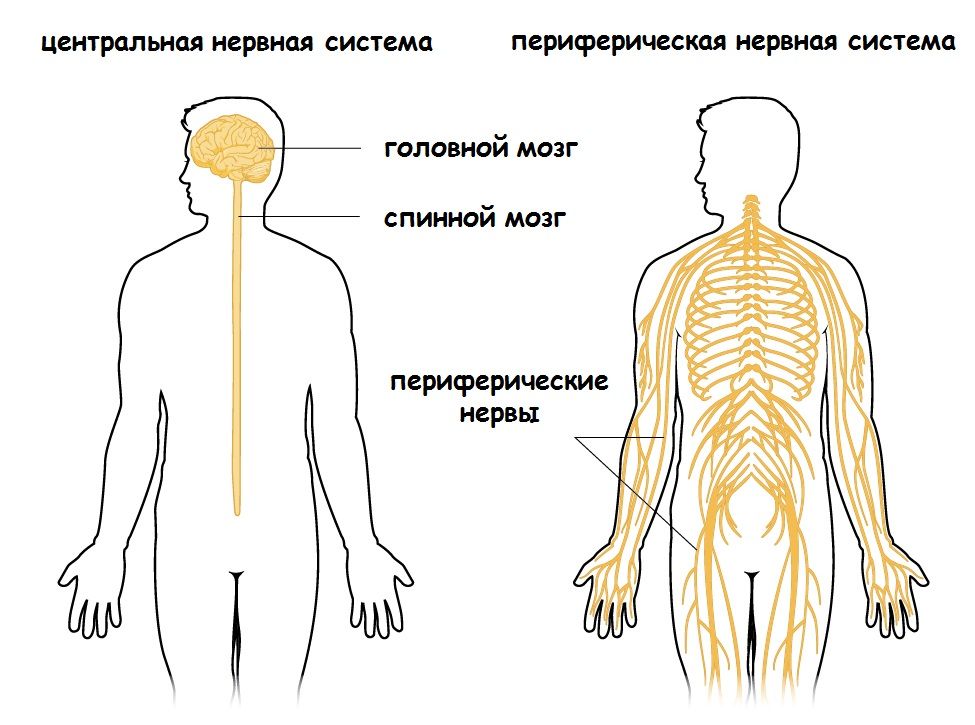 центральная и периферичская нервная система херсон